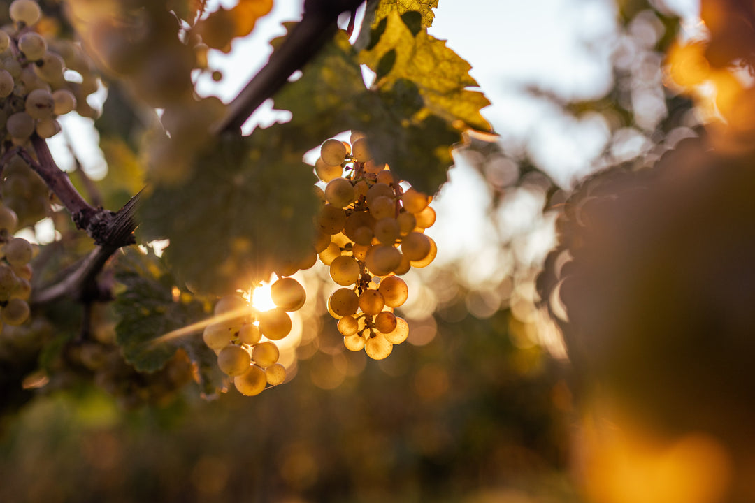 goldgelbe Rieslingtrauben im Sonnenschein